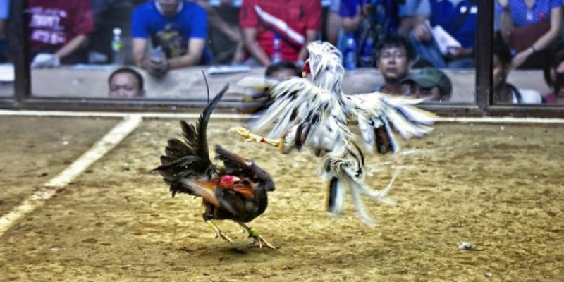 Các bet thủ luôn phải giữ bình tĩnh khi đưa ra các kèo cược đá gà online
