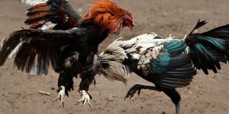 Cược thủ nên tìm hiểu thành tích của chiến kê trước trận đấu