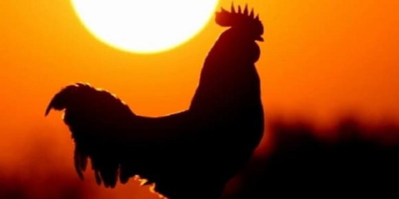 Hiện tượng chiến kê gáy đêm được coi là dấu hiệu may mắn và thiện lành