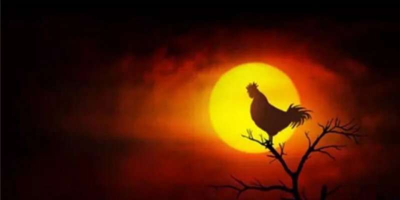 Gà gáy đêm là phản ứng tự nhiên không có ý nghĩa đặc biệt hay huyền bí