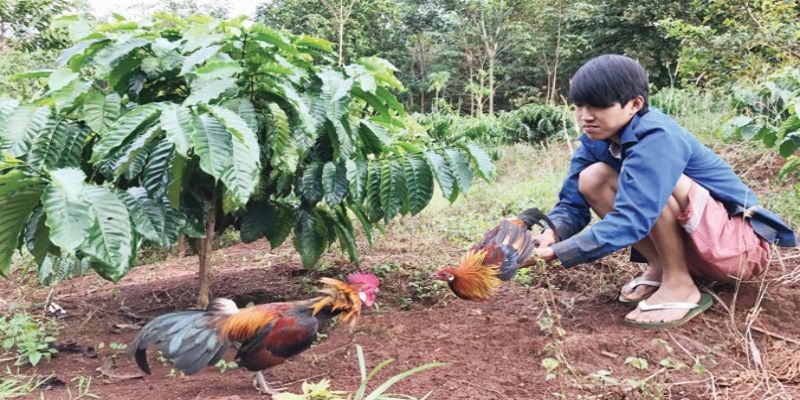 Tìm hiểu thông tin về gà rừng là gì cho người mới