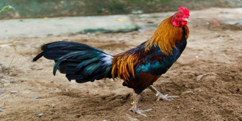 Tính cách của gà rừng đá cựa sắt hung hãn