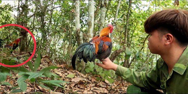Lựa chọn gà giống rừng đá cựa sắt phù hợp