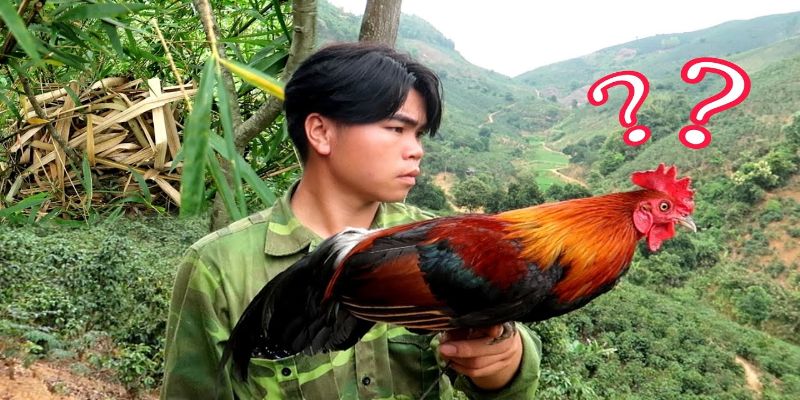 Trường hợp nuôi nhốt gà rừng gáy vô cùng đơn giản