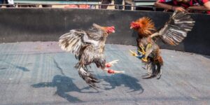 Chọi gà theo phong cách truyền thống yêu cầu một thời gian đáng kể