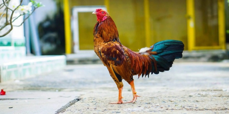 Chiến kê thu hút với vẻ ngoại hình độc đáo, mang đến sự phong phú
